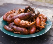 A good haul of yabbies out of the Glenelg River