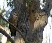 A female Gang Gang Cockatoo at Strachans campground