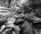 Rainforests of the Otway Ranges