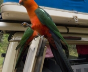 A pair of Crimson Rosellas peering into The Tank at our campsite at Noonans Flat