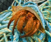 A hermit crab pulled up in one of the deep crayfish pots