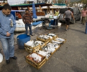 Fisherman pedaling their wares in the marina at Bodrum