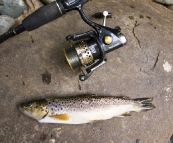 A succesful afternoon of trout fishing on the Franklin River