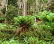 Rainforests near Didleum Plains