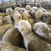 Crutched sheep on the Brown's farm