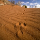 A kangaroo paw print in the Outback dunes along the Oodnadatta Track between William Creek and Oodnadatta