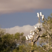 Sulphur-crested cockatoos in the wetlands around Dalhousie Springs