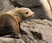 Australian Fur Seals near Tasman Head