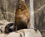 Australian Fur Seals near Tasman Head