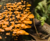 Amazing mushrooms on our way to Sealers Cove