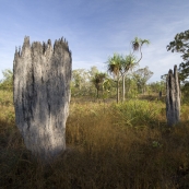 Magnetic termite mounds