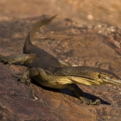 A water monitor we encountered at the top of Gunlom waterfall