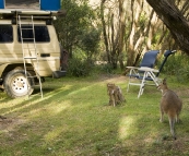 Campsite companions at Kylies Beach