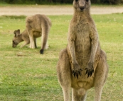 Campsite companions at Kylies Beach