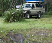 Campsite companions at Kylies Beach