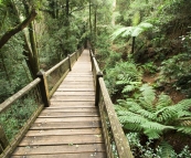Rainforest in Dorrigo National Park