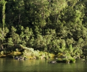 The Nymboida River from our campsite at Platypus Flat