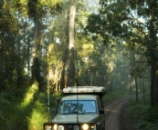 The Tank cruising through the rainforest in Nymboi Binderay National Park