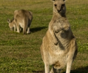 Company at our campsite at Lake Arragan in Yuraygir National Park