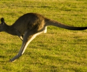 Company at our campsite at Lake Arragan in Yuraygir National Park