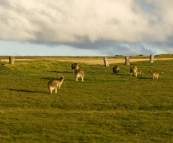 Company at our campsite at Lake Arragan in Yuraygir National Park