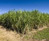 Sugarcane plantations near Yamba