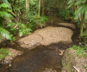 The picturesque rainforest campground at Rummery Park next to Nightcap National Park