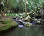 The trail through the rainforest from our campground in Border Ranges National Park