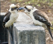 Locked kookaburras in Mebbin National Park