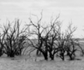 Lake Menindee