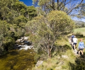 Hiking along the Thredbo River to Dead Horse Gap