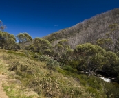 Hiking along the Thredbo River to Dead Horse Gap