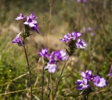 Mountain wildflowers on the way to Dead Horse Gap