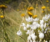 Mountain wildflowers on the way to Dead Horse Gap