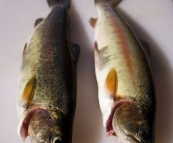 A couple of Rainbow Trout from the Thredbo River