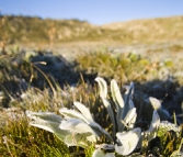 Icy plants in the early morning light