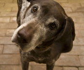 Andrew and Jane's German Short-Haired Pointer