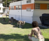 Local wildlife at Lake Conjola