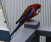 A Crimson Rosella at Lake Conjola