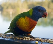 Rainbow Lorikeets at Lake Conjola