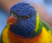 Rainbow Lorikeets at Lake Conjola