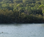 Jarrid and Jacque taking a swim in Lake Conjola