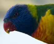 Rainbow Lorikeets at Lake Conjola