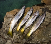 Fresh Sand Whiting for dinner at Tomakin