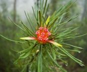 Wildflowers in the rain at Fitzroy Falls