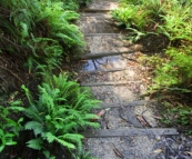 The hiking trail to Leura Cascades