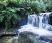 Leura Cascades