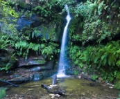 Leura Forest