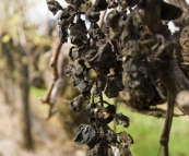 Raisins left on the vines at Adina Winery