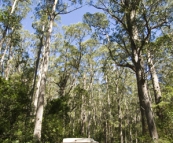 The Tank in Barrington Tops National Park